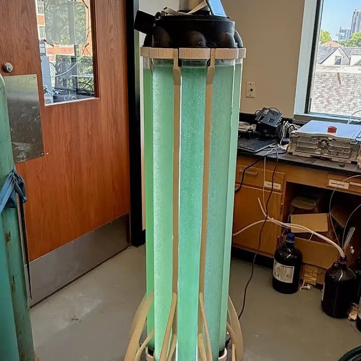 Albero with algae culture in lab