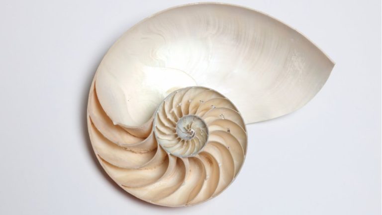 What is the Golden Ratio? – Beauty in nature