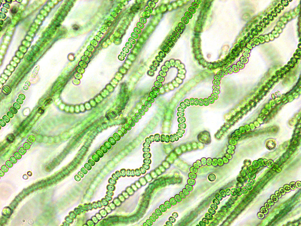 Arthrospira Platensis Under Microscope